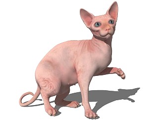 精品动物模型-猫 (2)